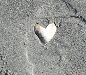 shell heart